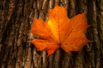single yellow orange maple autumn leaf on tree trunk textured nature background