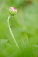 Gänseblümchen