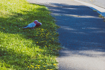 couple of pink galah parrot birds on patch of grass on the side of the road