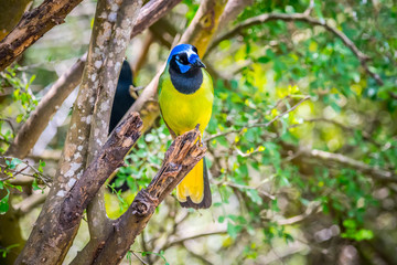 A Green Jay in Laguna Atascosa NWR, Texas