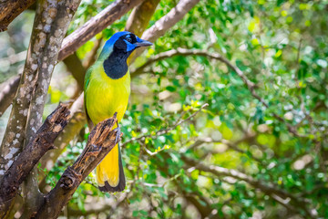 A Green Jay in Laguna Atascosa NWR, Texas