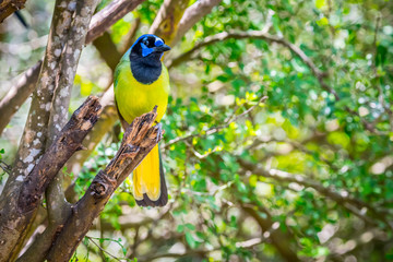 A Green Jay in Laguna Atascosa NWR, Texas