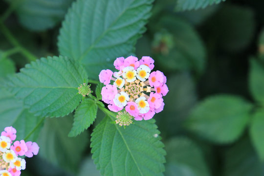 exotic southern flowers