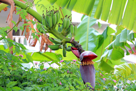 flower and fruit of banana tree