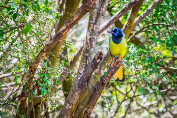 A Green Jay in Laguna Atascosa NWR, Texas