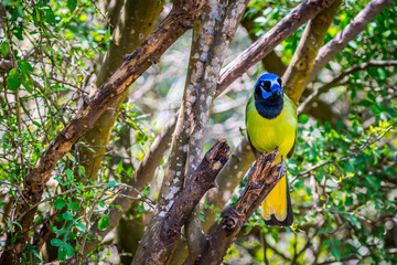 A Green Jay in Laguna Atascosa NWR, Texas