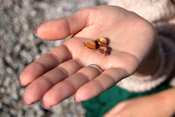 three seashells on a woman's hand