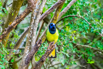 A Green Jay in Laguna Atascosa NWR, Texas