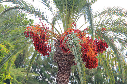 exotic fruit palm-tree