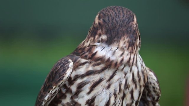 Merlin falcon bird of pray
