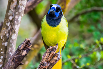 A Green Jay in Laguna Atascosa NWR, Texas