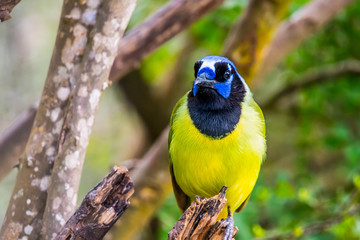 Obraz premium A Green Jay in Laguna Atascosa NWR, Texas