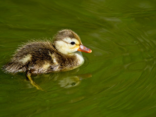 little baby duck alone in the water