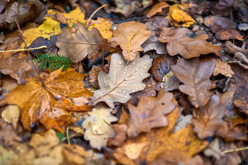 Autumn forest fallen leaves