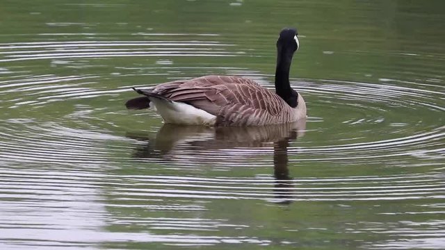 Canada goose peru top 95