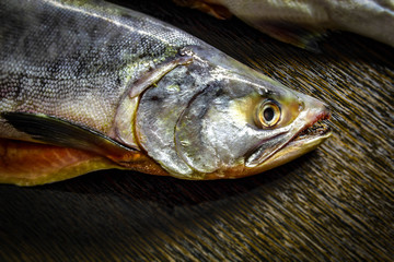Red fish pink salmon freshly frozen gutted on the table of medium size