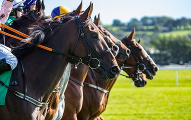 Close up on Race horses lined up for the race start