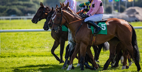 Race horses and jockeys lined up for the race start