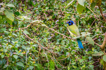 A Green Jay in Laguna Atascosa NWR, Texas