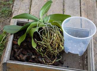 How to repot Orchid concept. Planting orchid in the bark © gicku91