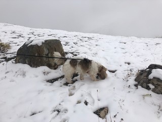 man in the snow with dog