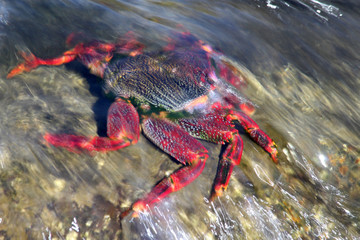 rote_Klippenkrabbe