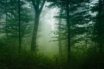 green natural lush forest, mist in green woods on rainy weather