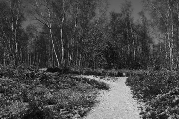 Winter heather seasons with snow
