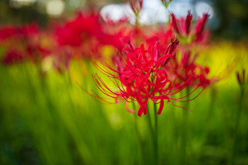 巾着田の曼珠沙華