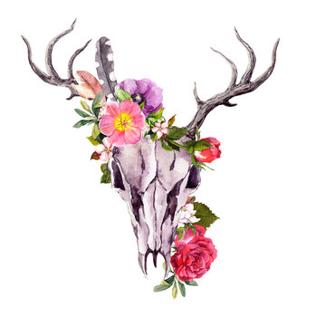 Deer animal skull with flowers, feathers. Watercolor