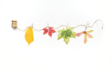 Isolated autumn leaves, plants and rope with place for your text on white background. fall flat...