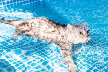 Beautiful American shorthair gray cat, exercise in Swimming pool.