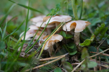 mushrooms hid in the green grass