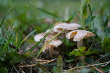 mushrooms hid in the green grass
