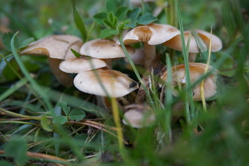mushrooms hid in the green grass