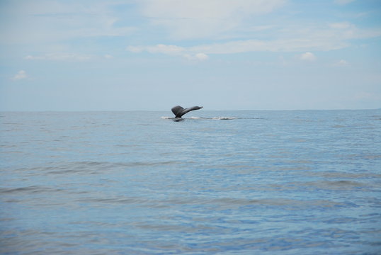 Baleine