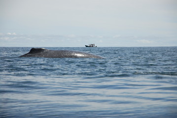 Obraz premium Observation baleines