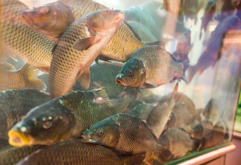 Big carps in a large restaurant aquarium. Selective focus, soft focus.