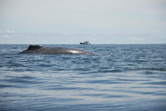 Observation baleines