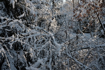 Winter Forest seasons