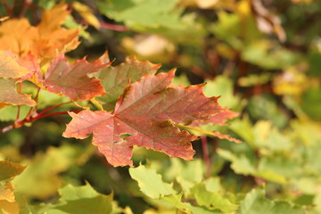 maple leaves in autumn