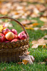 juicy apples in a basket in the garden