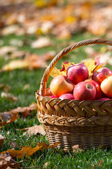 juicy apples in a basket in the garden