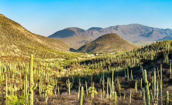 Tehuacan-Cuicatlan Biosphere Reserve in Mexico