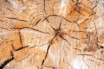 Ein alter abgesägter Baumstamm mit schöner Maserung als Hintergrund