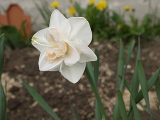 Цветок нарцисс белый с кремовой серединкой махровый
