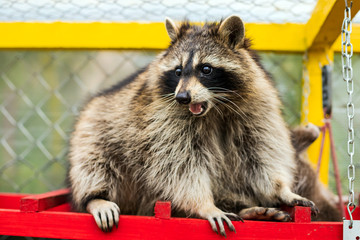 Raccoon pet  in the aviary