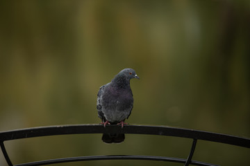 Free grey dove sitting on the railing. One dove. Important. Street dove. finding meal.
