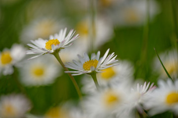 Gänseblümchen