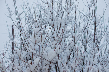 tree in the snow. fall asleep with snow. winter trees in the park